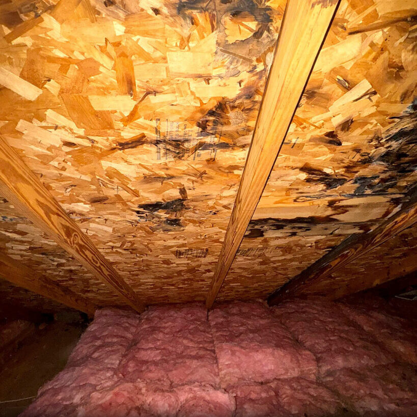 how-soon-mold-grows-after-water-damage_attic